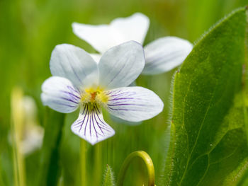 Viola bicolor