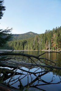 Scenic view of lake in forest against clear sky