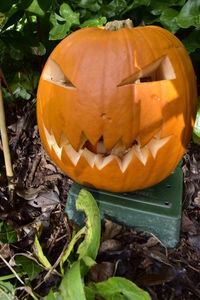 Close-up view of pumpkins