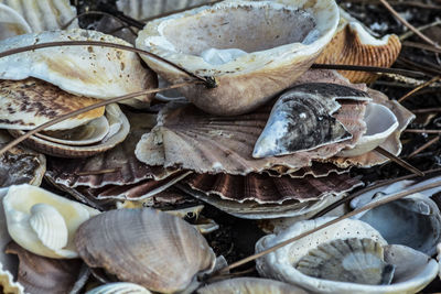 High angle view of shells on leaves