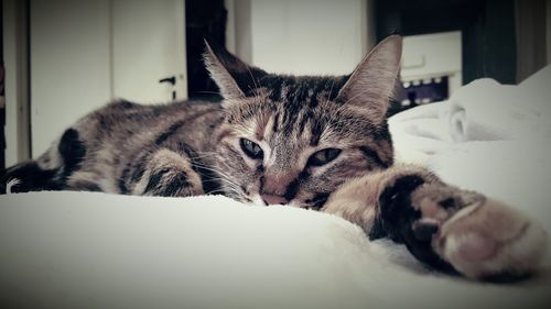 Cat relaxing on tiled floor