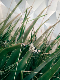 Close-up of butterfly on plant