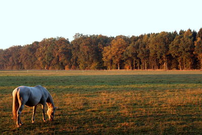 Horses in a field