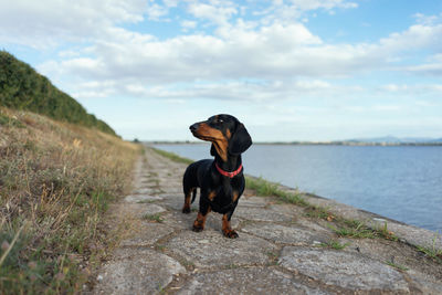 Dog looking away while standing on shore against sky