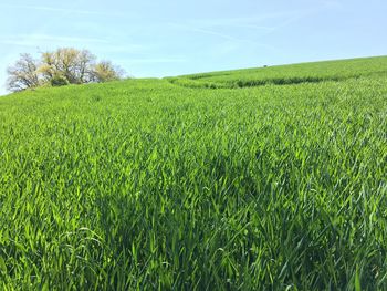 Scenic view of landscape against clear sky