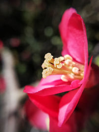 Close-up of pink rose flower