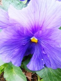 Close-up of purple flower blooming outdoors