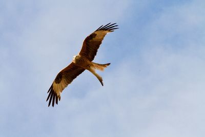 Low angle view of eagle flying in sky