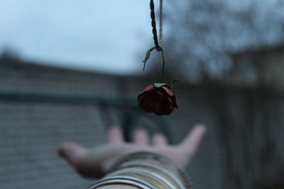 Close-up of hand holding red flowering plant