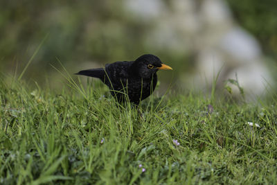 Bird perching on a field