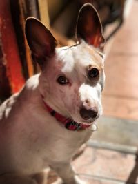 Close-up portrait of a dog
