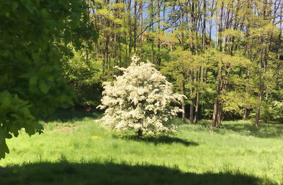 Trees growing in field