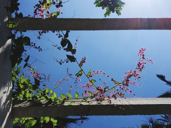 Low angle view of flower tree against sky