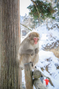 Japanese macaque sitting on wooden post during winter
