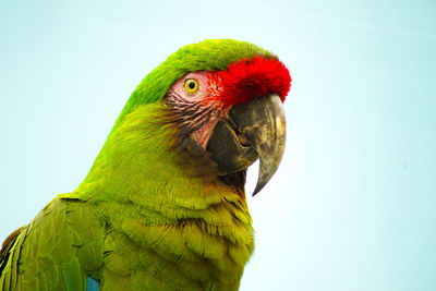 Close-up of a parrot