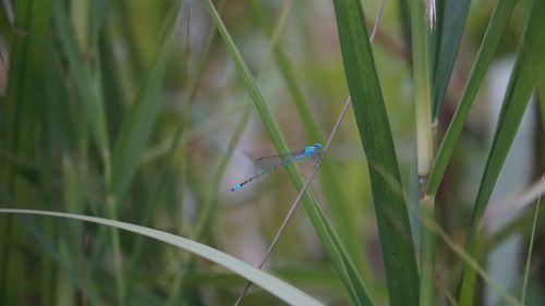 Close-up of insect on grass