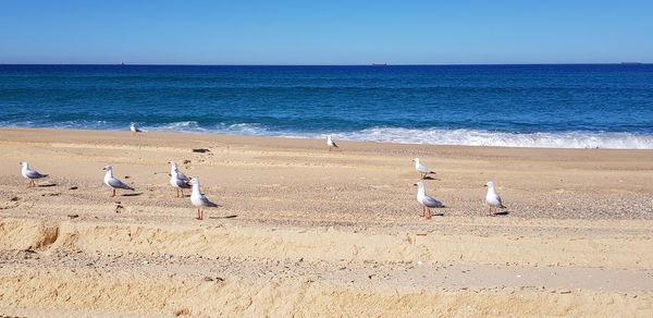 View of seagulls on beach