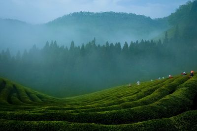 Bosung green tea field