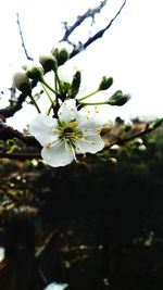 Close-up of flower tree