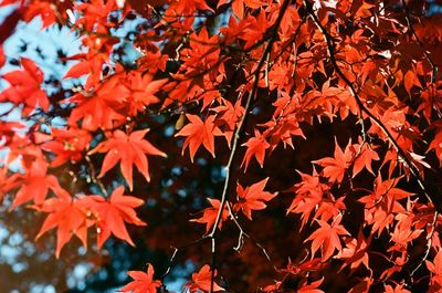 Low angle view of maple leaves on tree