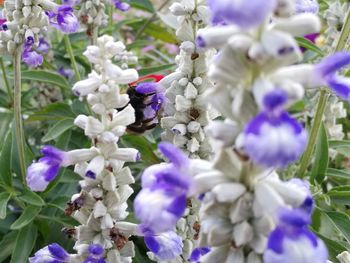 Close-up of insect on purple flowering plant