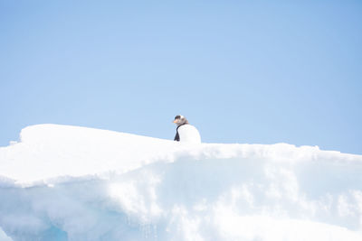 Low angle view of seagull perching