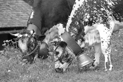 View of dogs on field