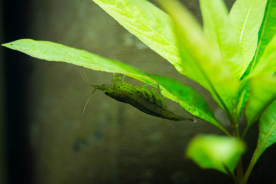 Close-up of insect on plant