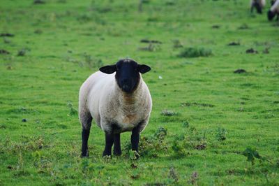 Portrait of a sheep standing on field