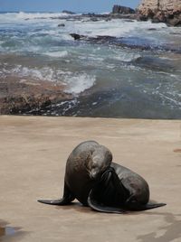 High angle view of sea lion on beach