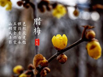 Close-up of yellow leaves