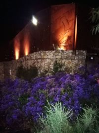 Purple flowering plants against building at night