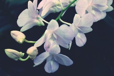 Close-up of flowers