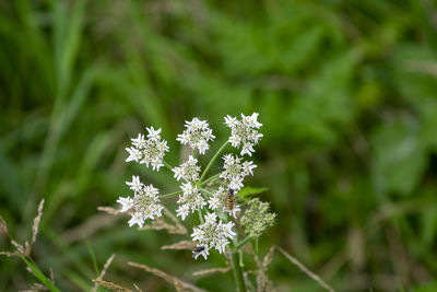 Close-up of white flowering plant