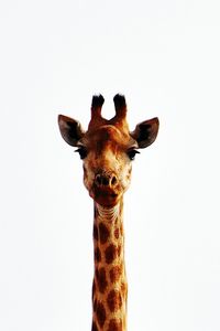 Close-up portrait of giraffe against clear sky