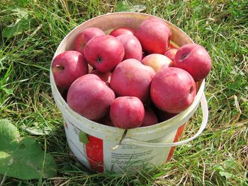 High angle view of apples in container on field