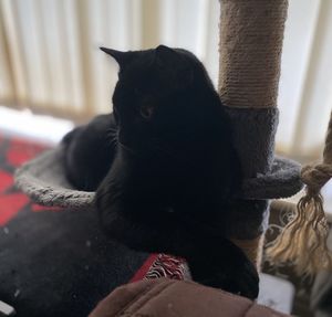 Close-up of black cat sitting on sofa at home