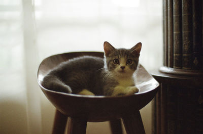 Portrait of kitten resting on seat at home