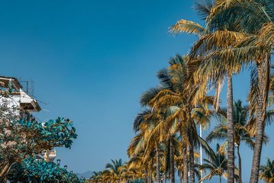 Low angle view of coconut palm trees against blue sky