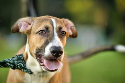 Close-up portrait of a dog