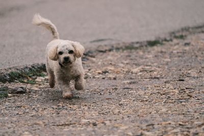 Portrait of dog on road