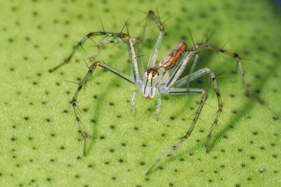 Close-up of insect