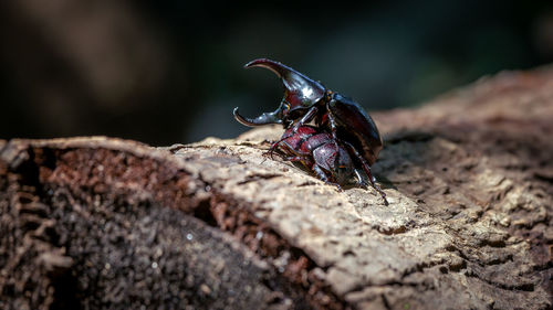 Close-up of insect on rock