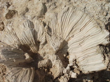 Full frame shot of wood