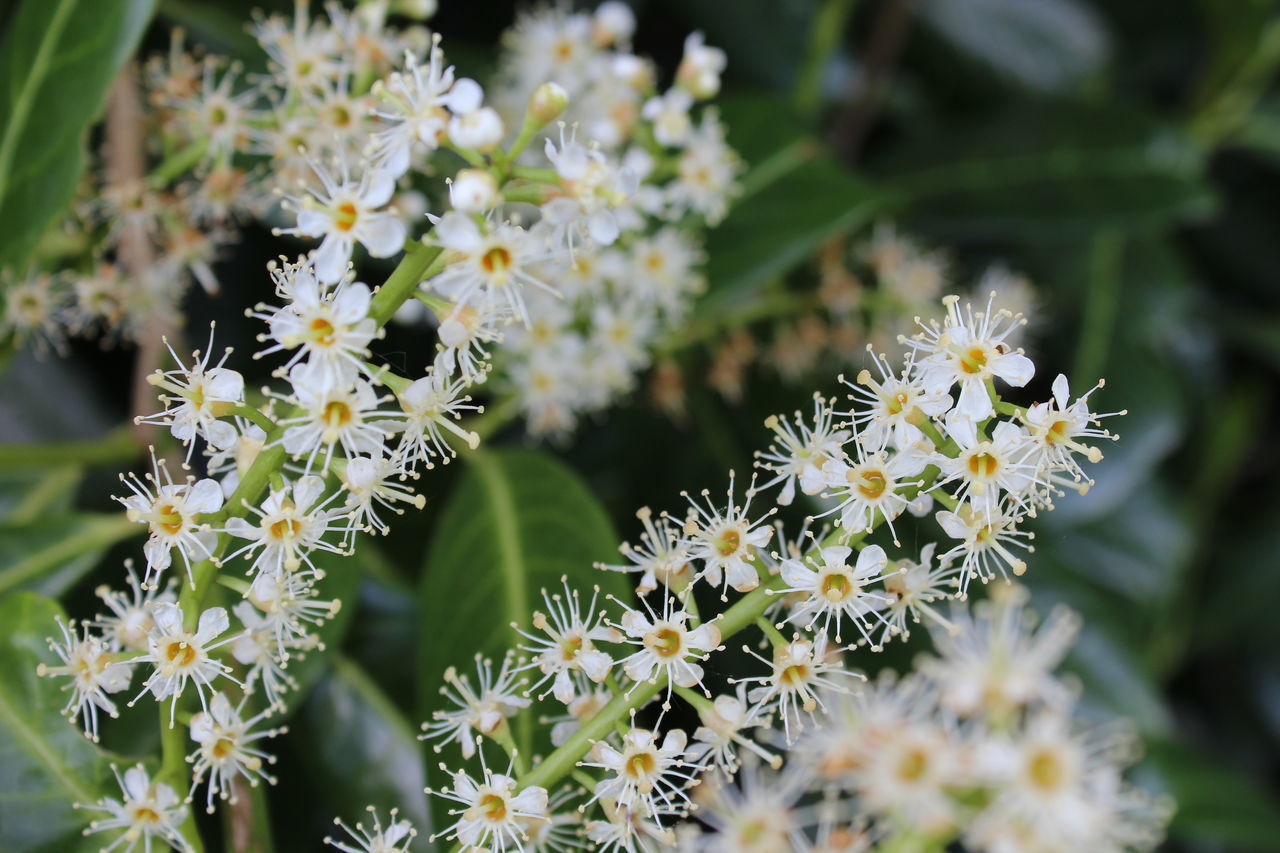 CLOSE-UP OF WHITE FLOWERS