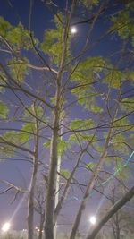 Low angle view of trees against the sky