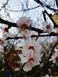 Low angle view of apple blossoms in spring