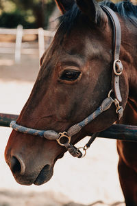 Close-up of horse