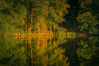 Scenic view of lake in forest