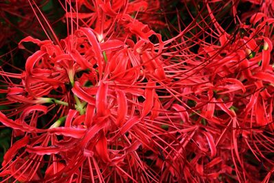 Full frame shot of red leaves